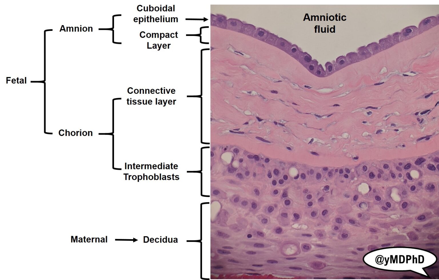 Endometrium выстлана эпителием: