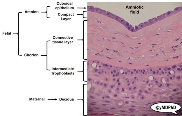 Normal Histology (#yHisto) | yMDPhD.com